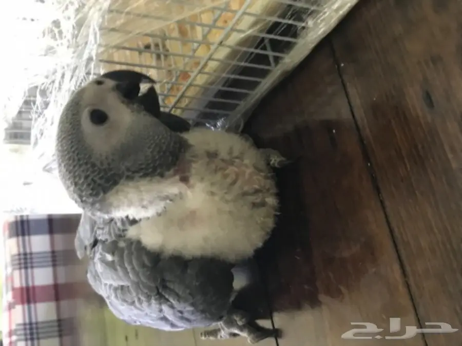 فرخ كاسكو ببغاء انتاج محلي عمر شهرين  (image 3)