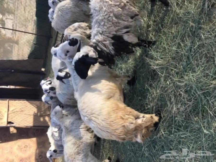 فحل ضان اصفر للبيع