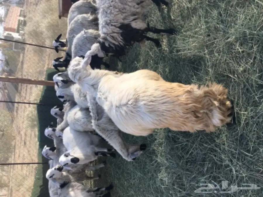 فحل ضان اصفر للبيع (image 1)