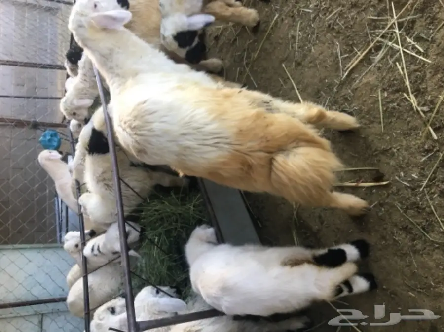 فحل ضان اصفر للبيع (image 4)