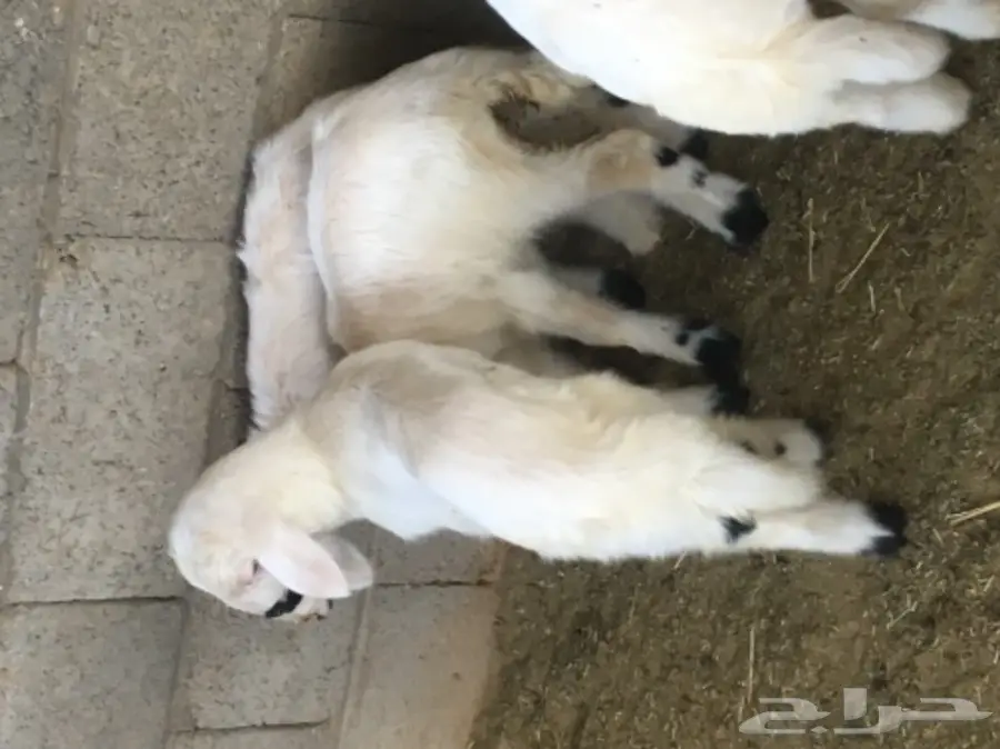 فحل ضان اصفر للبيع (image 5)