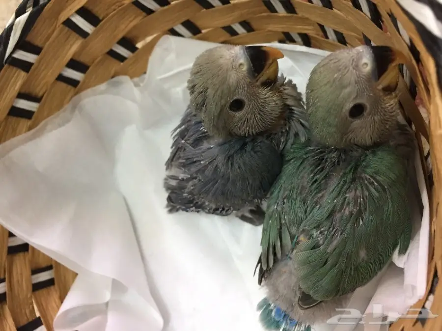 فروخ روز غر للبيع