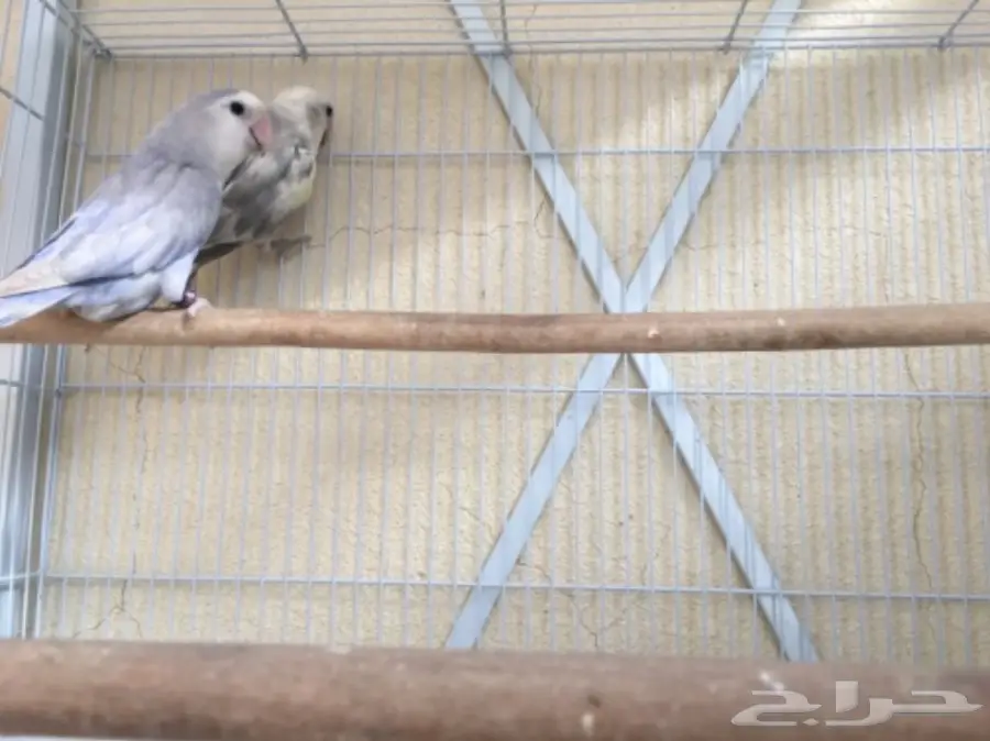 زوجين روز منتجه شرط وذكرين فرديات