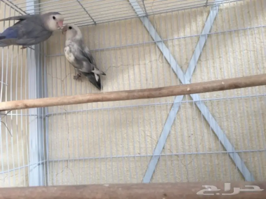 روز متميزة للبيع - زوجان وأزواج ذكر مميزان! (image 1)