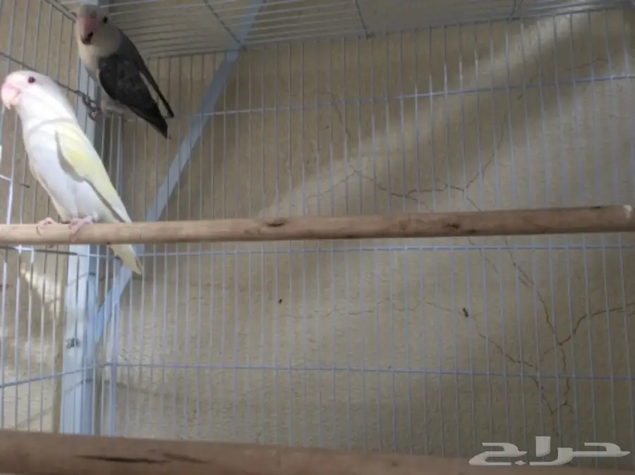 روز متميزة للبيع - زوجان وأزواج ذكر مميزان! (image 3)