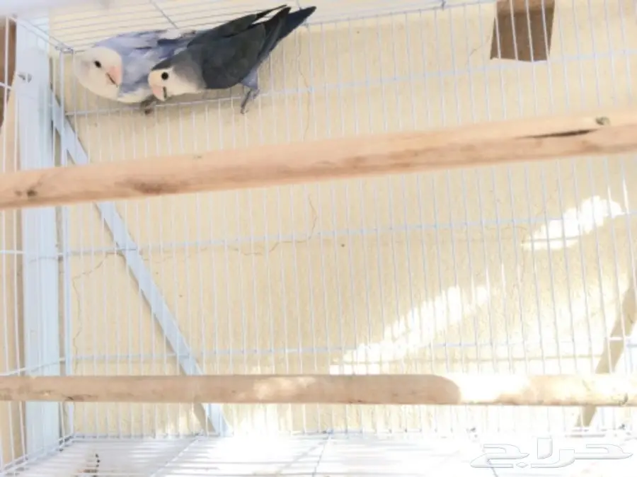 روز متميزة للبيع - زوجان وأزواج ذكر مميزان! (image 5)