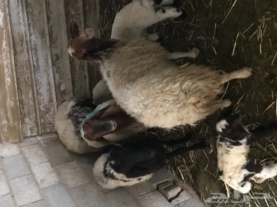 نعيمي (image 2)