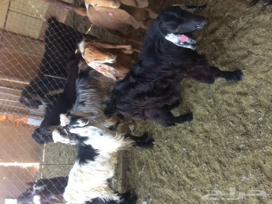 تيوس طيبه للي البيع  (image 3)