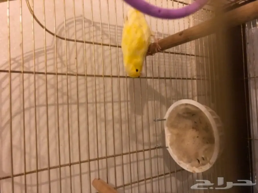 كناري ذكر للبيع