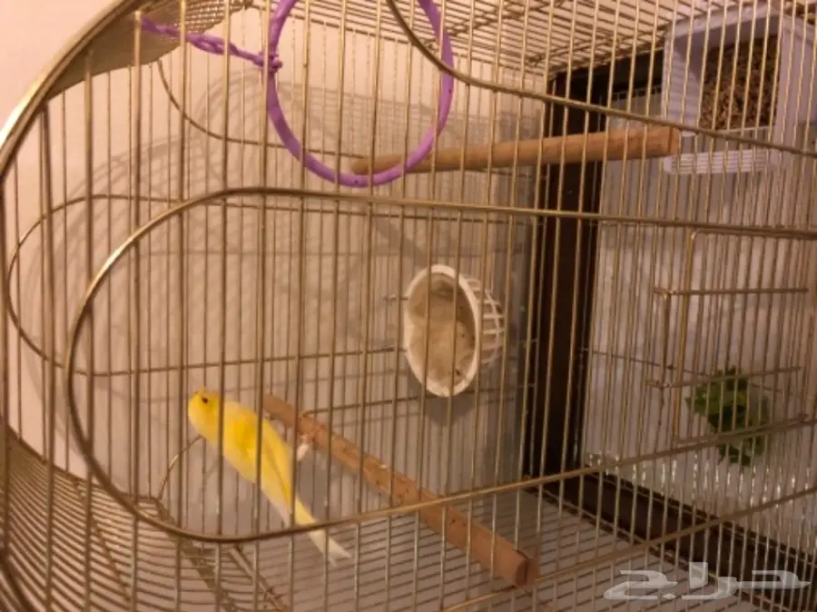 كناري ذكر للبيع (image 1)