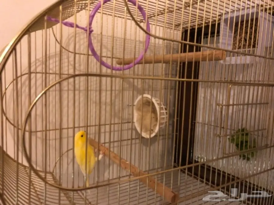 كناري ذكر للبيع (image 2)