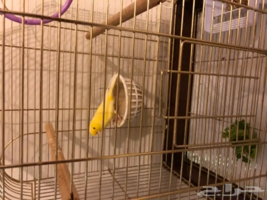 كناري ذكر للبيع (image 3)