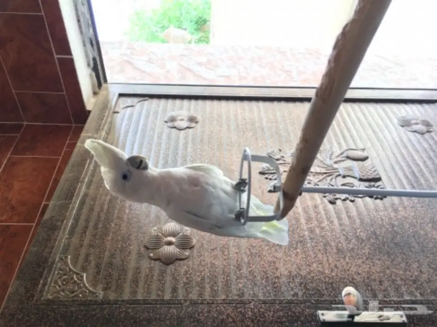 كوكاتو سلمون من النوادر للبدل او البيع (image 2)