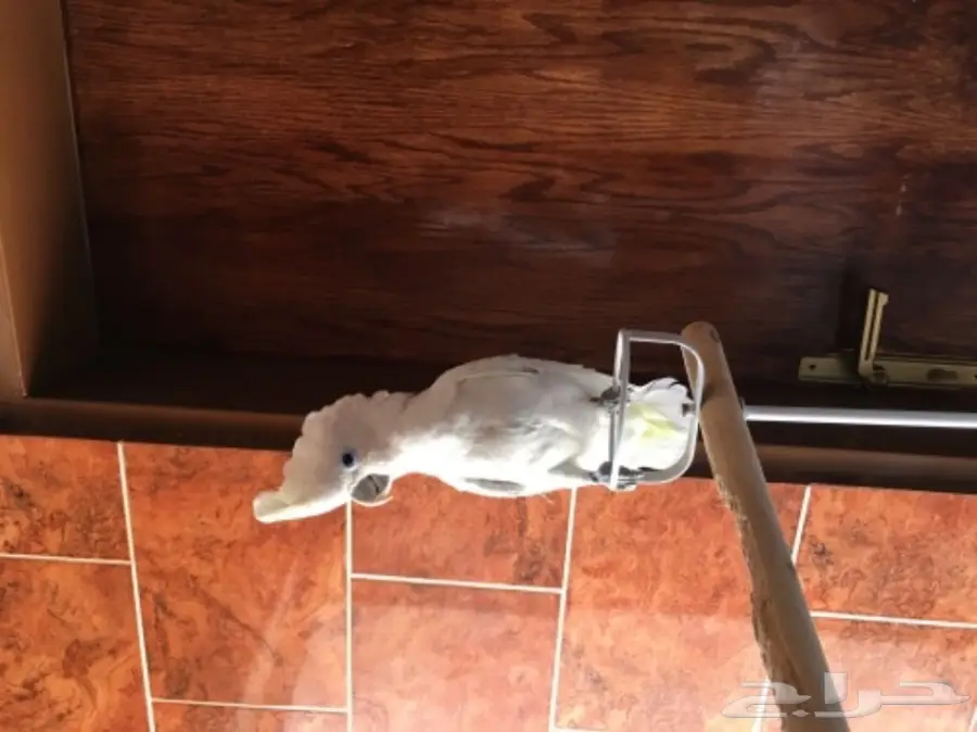 كوكاتو سلمون من النوادر للبدل او البيع (image 3)