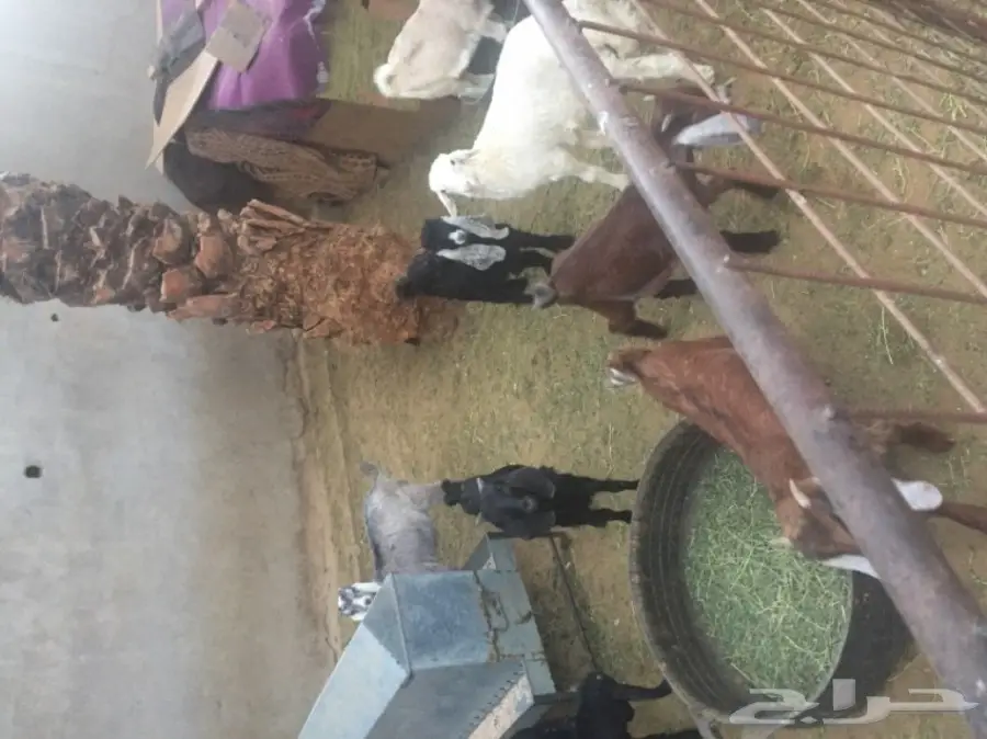 تيوس للمندي