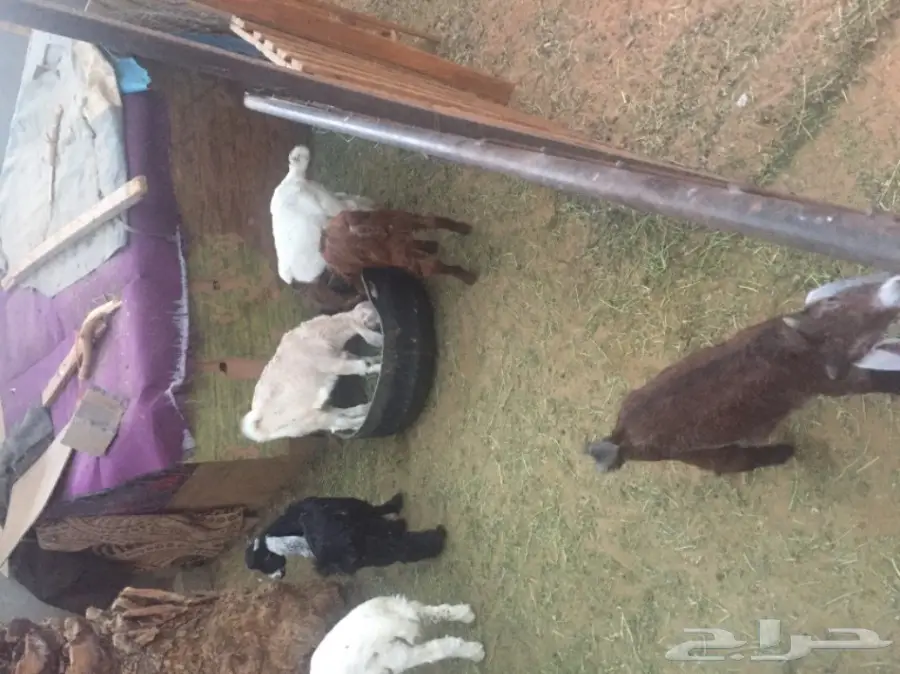 تيوس للمندي (image 1)