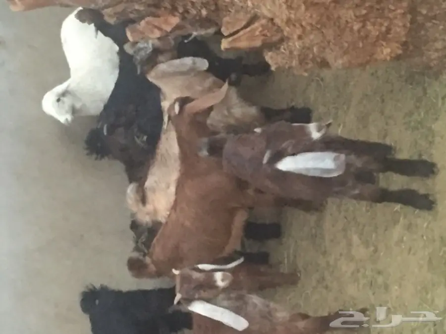 تيوس للمندي (image 2)