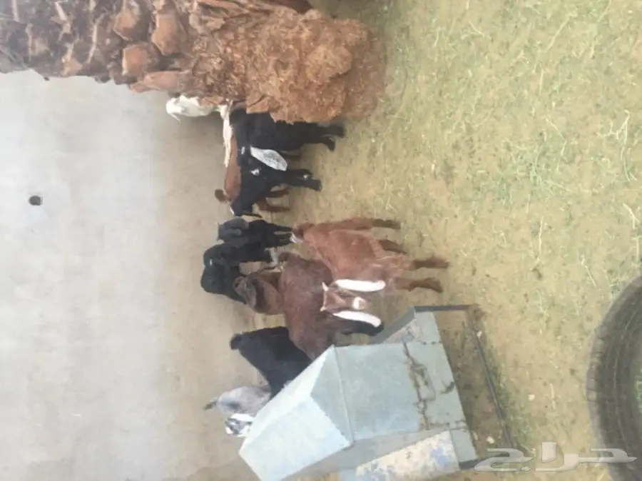 تيوس للمندي (image 3)