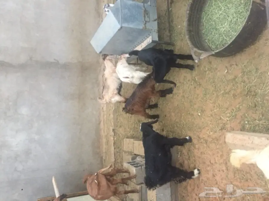 تيوس للمندي (image 4)