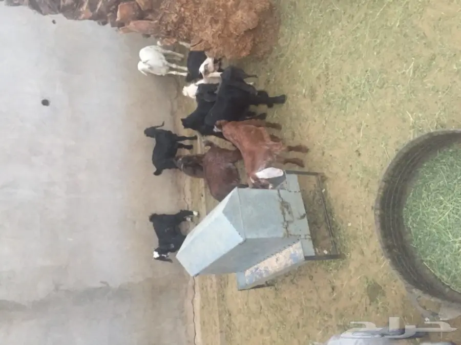 تيوس للمندي (image 5)