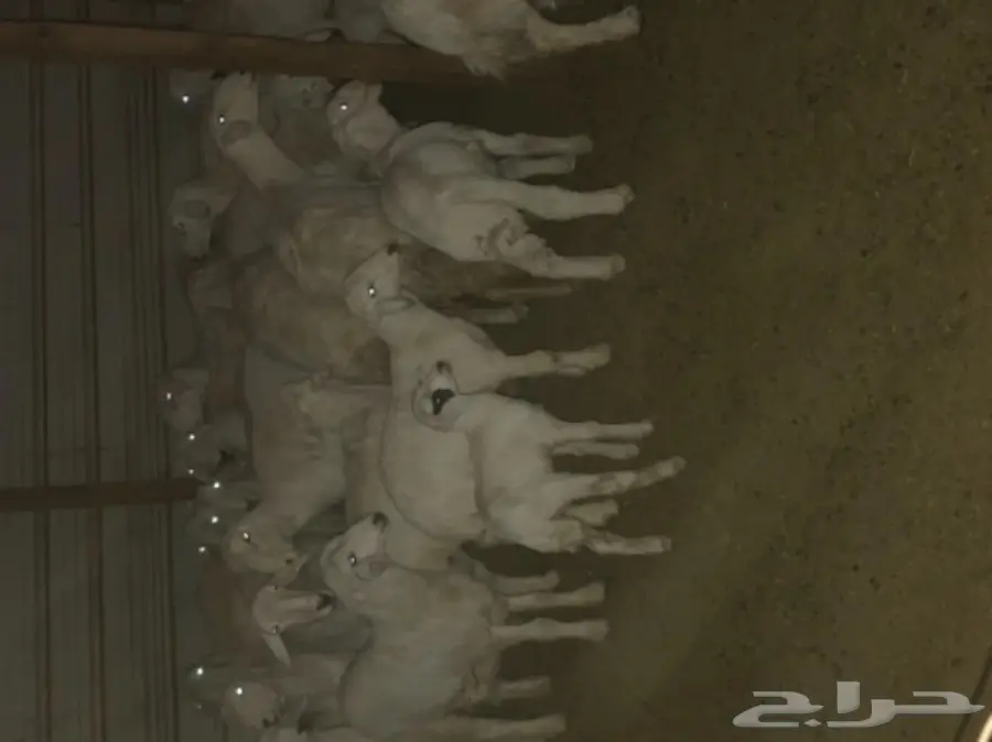 حريات خلفات العدد 20