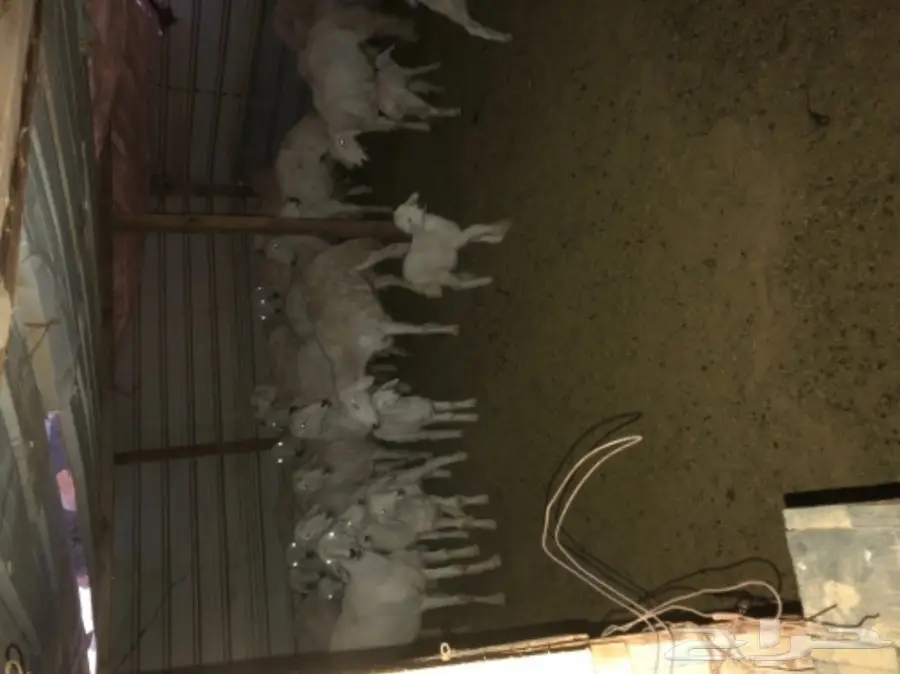 حريات خلفات العدد 20 (image 1)