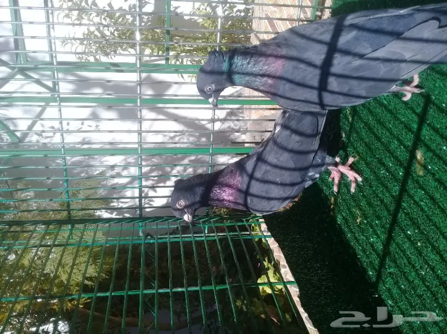 حمام ازواج شرط إنتاج أكثر من زوج (image 4)