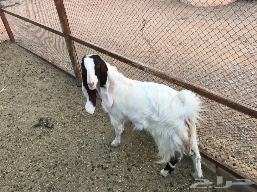 للبيع عنز باكستانيه رباعية والبيع سمح