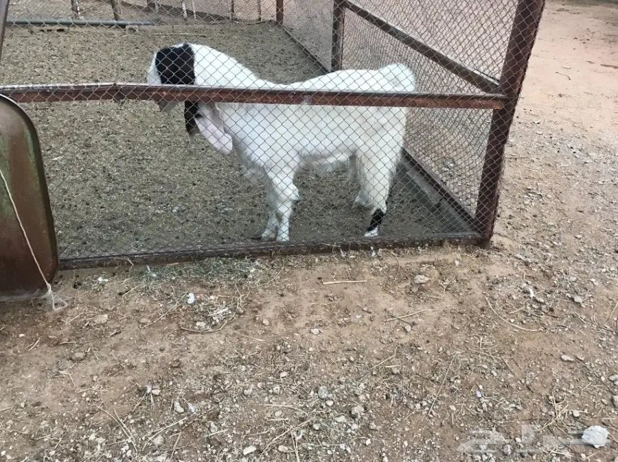 للبيع عنز باكستانيه رباعية والبيع سمح (image 1)