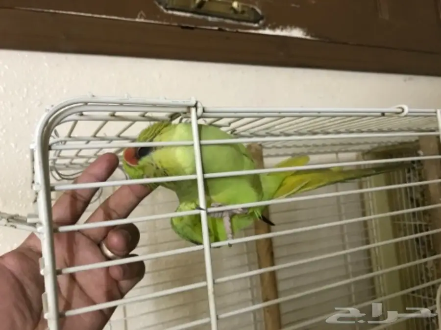 انثى دره للبيع اليفه