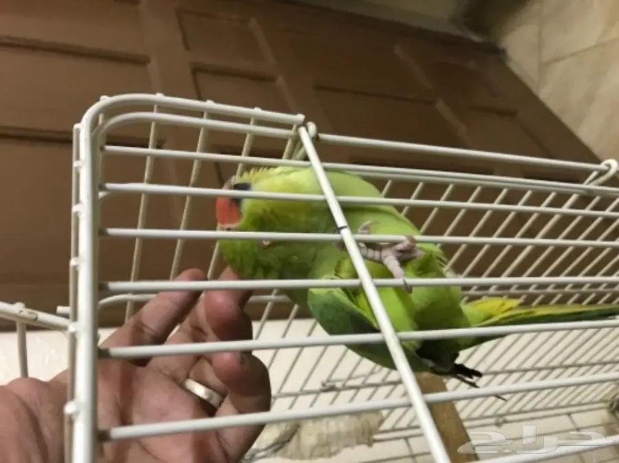 انثى دره للبيع اليفه (image 1)