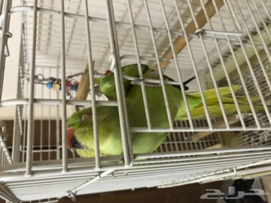 انثى دره للبيع اليفه (image 2)