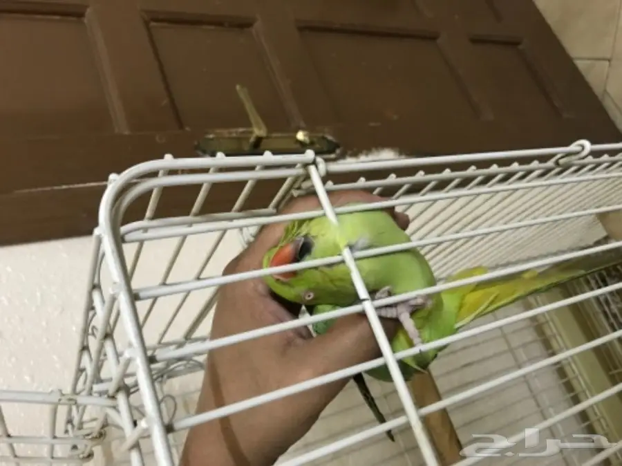 انثى دره للبيع اليفه (image 3)