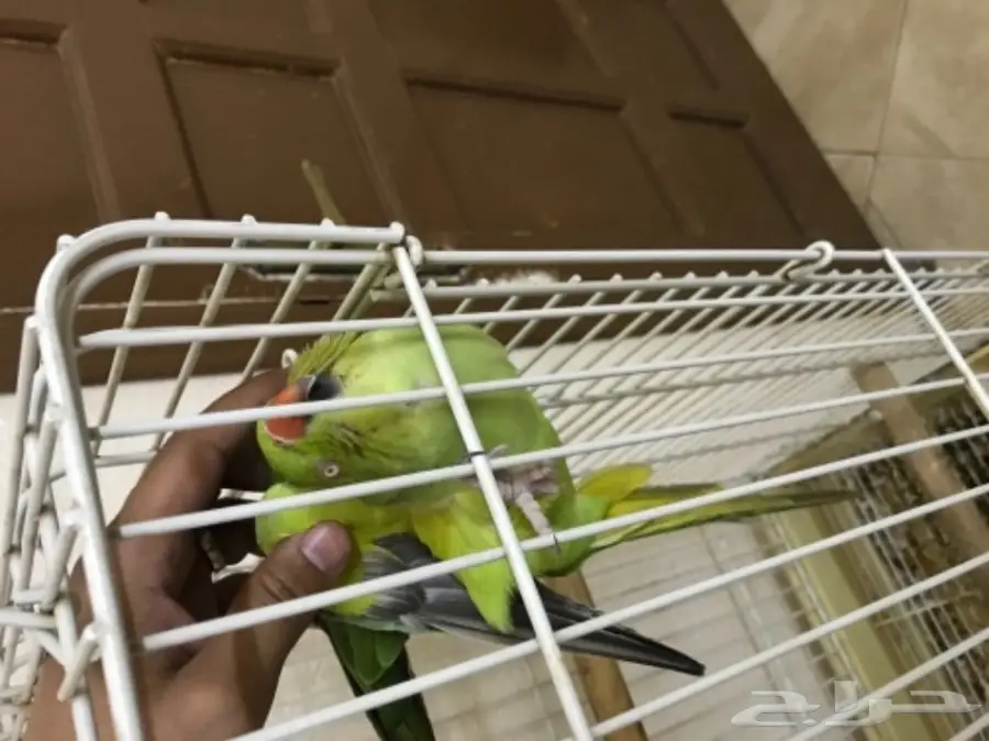 انثى دره للبيع اليفه (image 4)