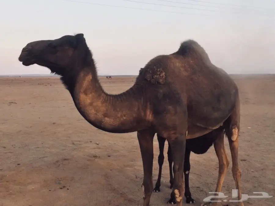 خلفه مجهم للبيع