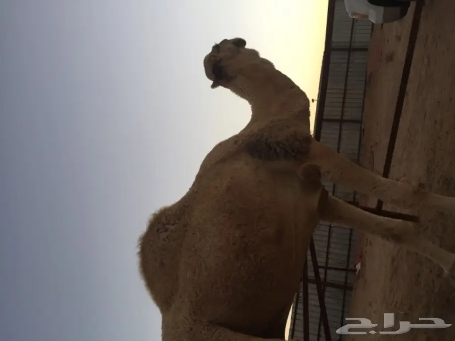 فحل اوضح للبيع 