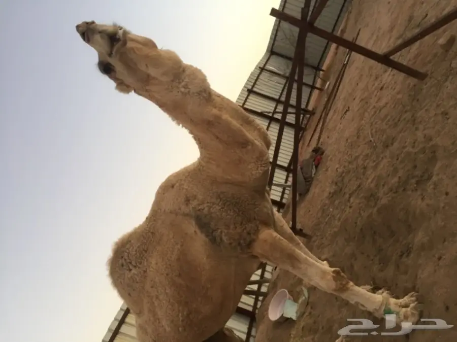 فحل اوضح للبيع  (image 1)