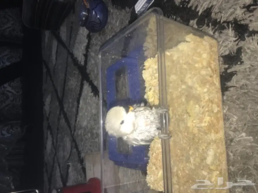 لهواه الغر والهدد فرخ روز فايلوت للبيع 