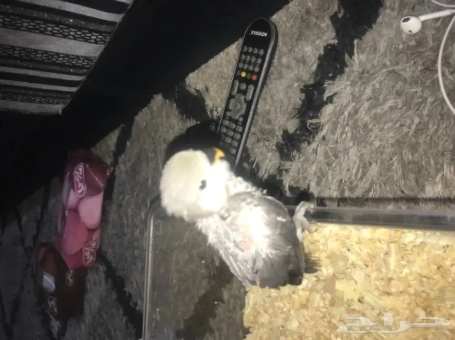 لهواه الغر والهدد فرخ روز فايلوت للبيع  (image 1)