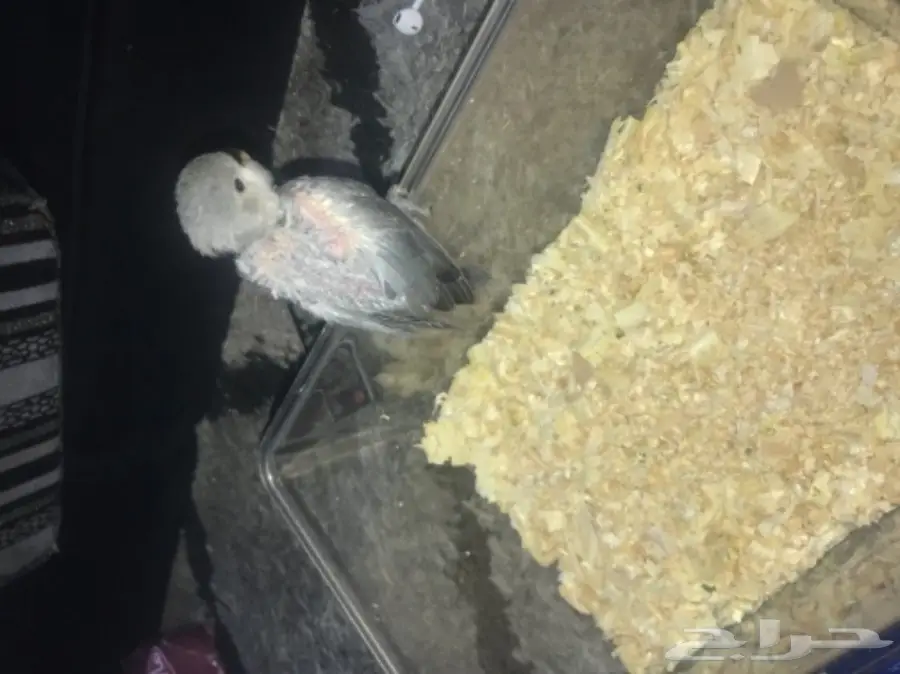 لهواه الغر والهدد فرخ روز فايلوت للبيع  (image 2)