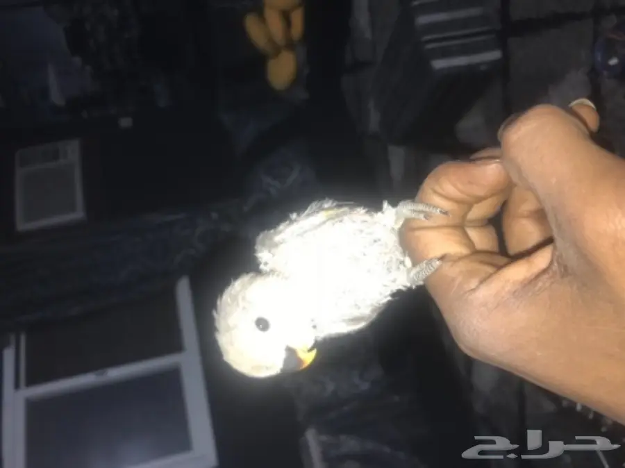 لهواه الغر والهدد فرخ روز فايلوت للبيع  (image 3)