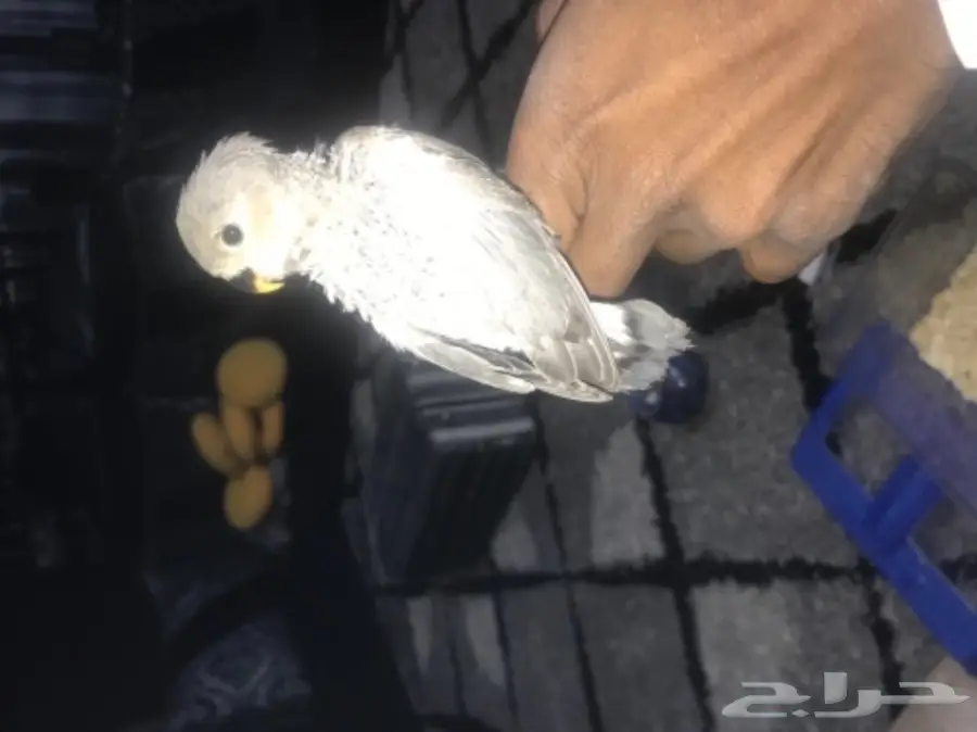 لهواه الغر والهدد فرخ روز فايلوت للبيع  (image 4)