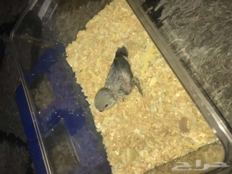 لهواه الغر والهدد فرخ روز فايلوت للبيع  (image 5)