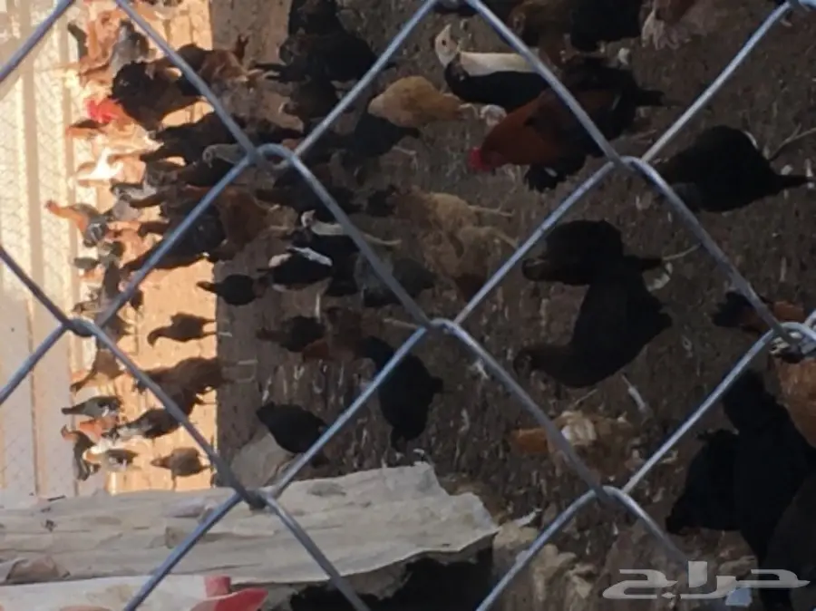 بيض دجاج بلدي 