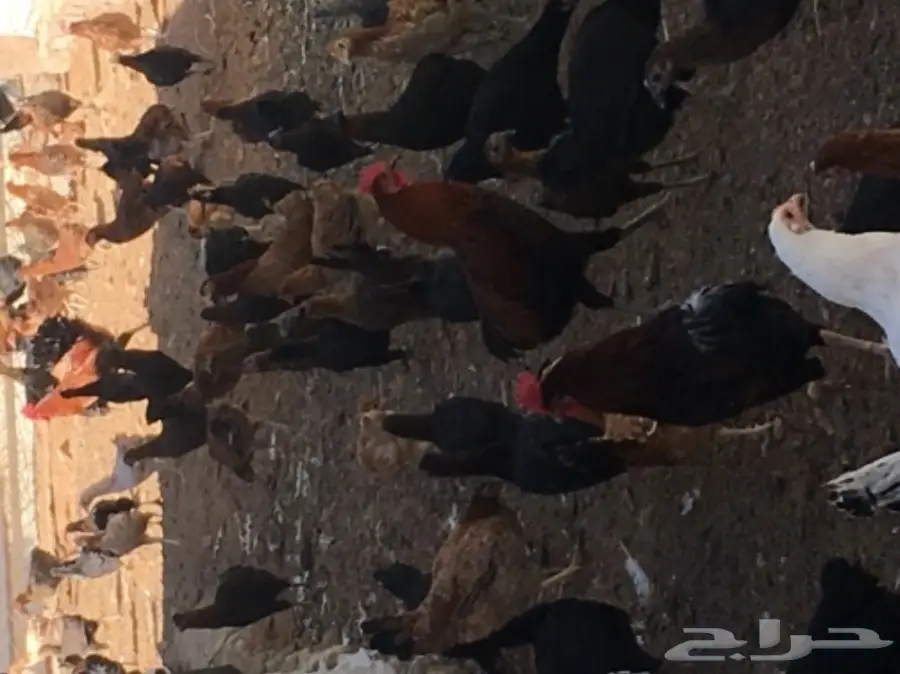 بيض دجاج بلدي  (image 1)