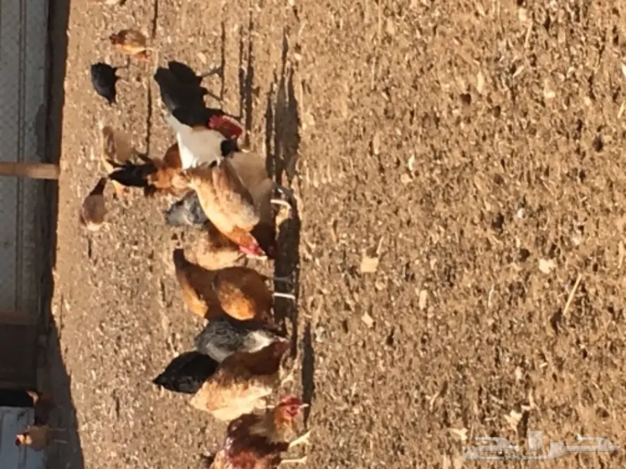 بيض دجاج بلدي  (image 2)