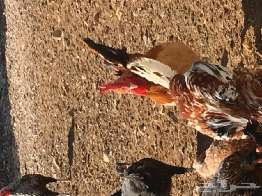 بيض دجاج بلدي  (image 3)