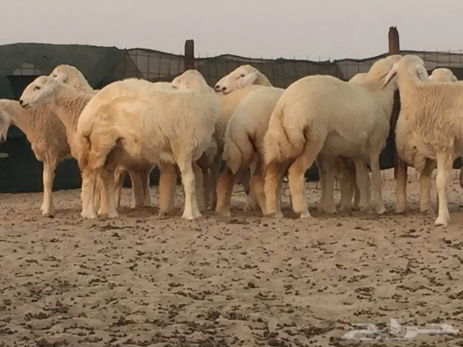 رخال حريه صنف الصنف (image 2)