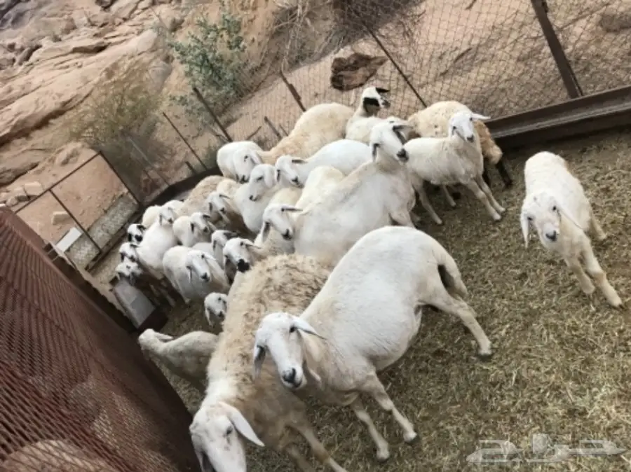 ضان في المخواه