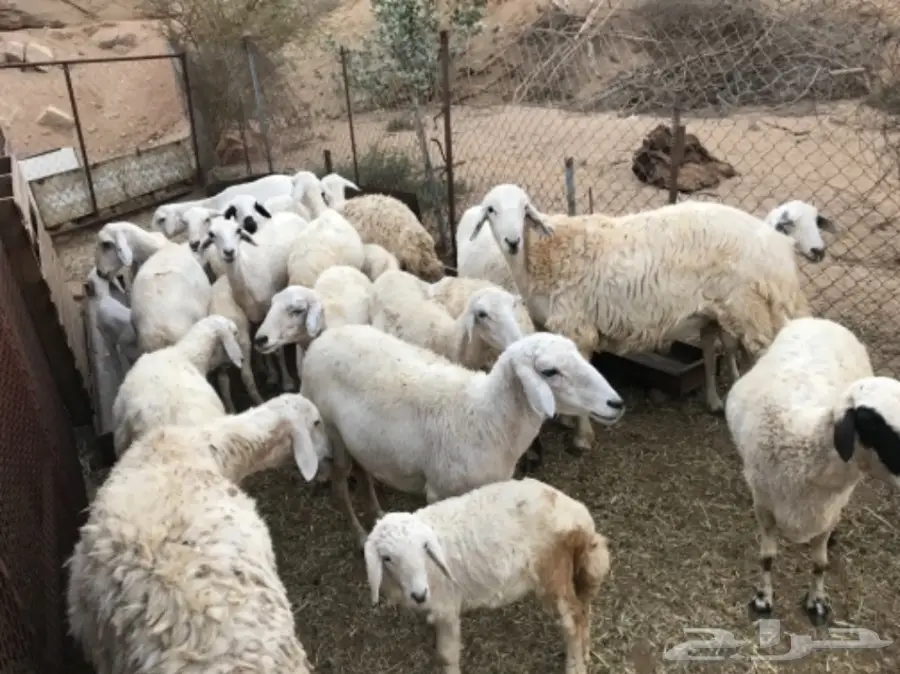 ضان في المخواه (image 1)